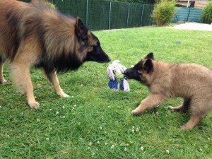 Ciobănescul Belgian Tervuren